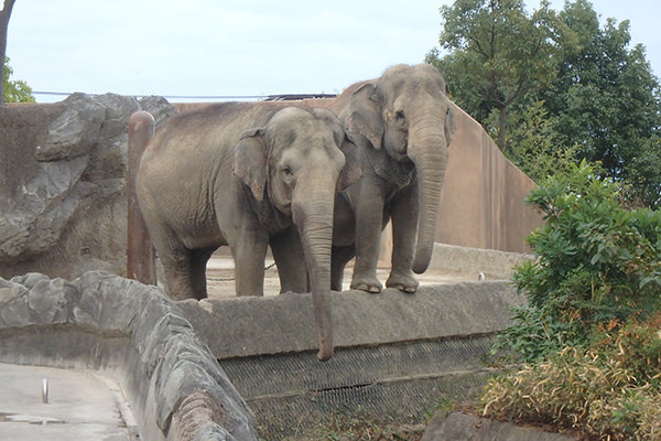 日立市かみね動物園