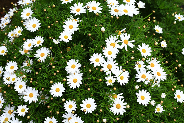 庭は近所の植物を調べよう